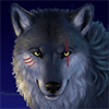 WildDog